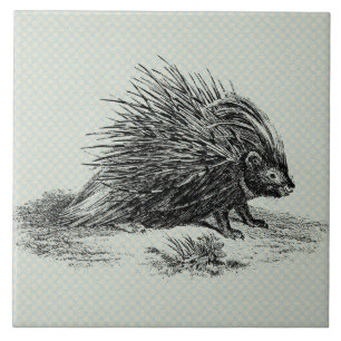 Illustration eines alten Stachelschweins Fliese