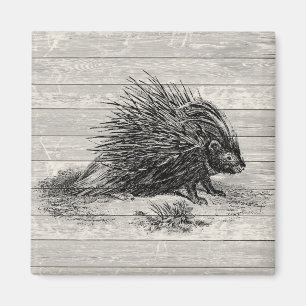 Illustration eines alten Stachelschweins Magnet