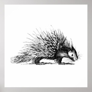 Illustration eines alten Stachelschweins - Stachel Poster