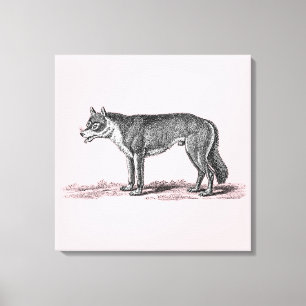 Illustration eines alten Wolfes - Wölfe Vorlage 18 Leinwanddruck