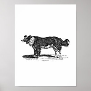 Illustration eines Border Collies aus dem 19. Jahr Poster