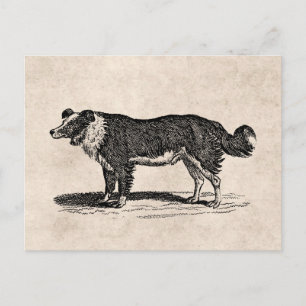 Illustration eines Border Collies aus dem 19. Jahr Postkarte