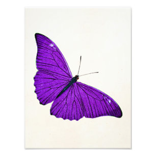 Illustration eines dunkelvioletten Schmetterlings Fotodruck