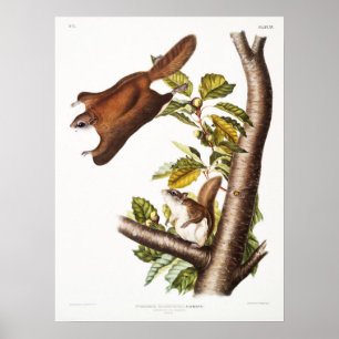 Illustration eines fliegenden Eichhörnchens im Vin Poster