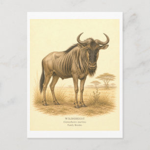 Illustration eines Gnus im Vintage-Stil Postkarte