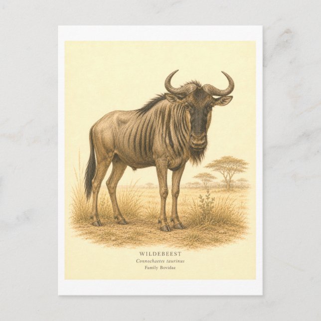 Illustration eines Gnus im Vintage-Stil Postkarte (Vorderseite)