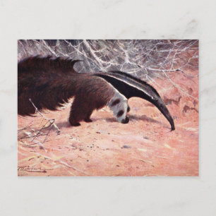 Illustration eines Großen Ameisenbären im Vintage- Postkarte