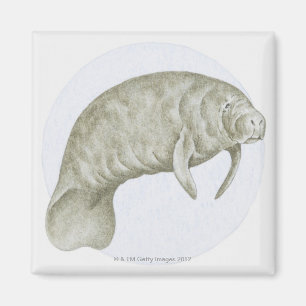 Illustration eines Manatiss (Trichechus SP.) Magnet