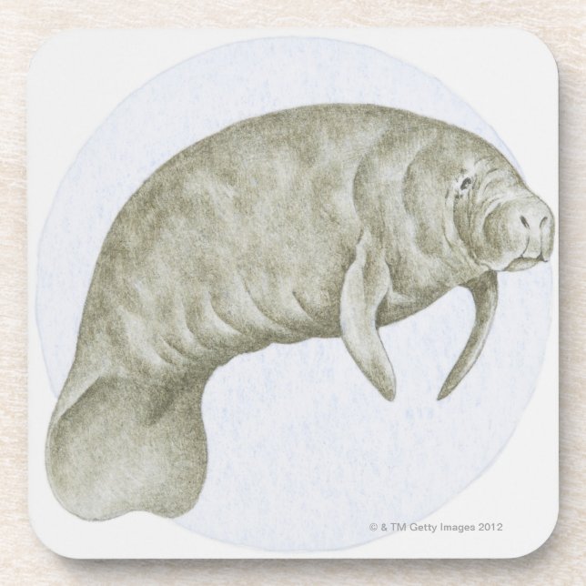 Illustration eines Manatiss (Trichechus SP.) Untersetzer (Vorderseite)