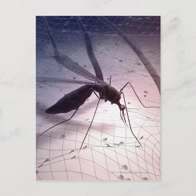Illustration eines Moskitos, das beißt Postkarte (Vorderseite)