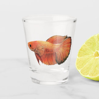 Illustration eines orangefarbenen männlichen Betta Schnapsglas