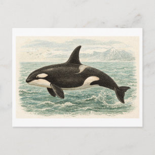 Illustration eines Orcas im Vintage-Stil Postkarte