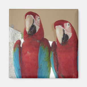 Illustration eines Paares Scharlacharas in den Tro Magnet