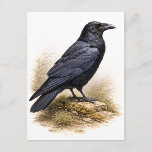 Illustration eines Raben im Vintage-Stil Postkarte
