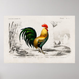 Illustration eines vintage Hahns Poster