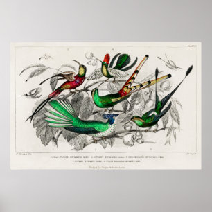 Illustration eines Vintage-Kolibris Poster