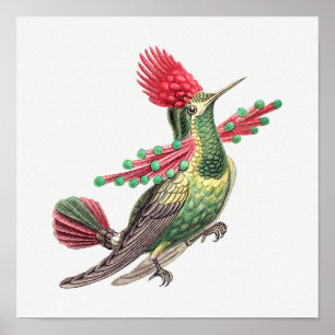 Illustration eines Vintage-Kolibris Poster