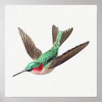 Illustration eines Vintage-Kolibris