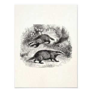 Illustration für Vintage Badger-1800er-Badgers Fotodruck