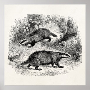 Illustration für Vintage Badger-1800er-Badgers Poster