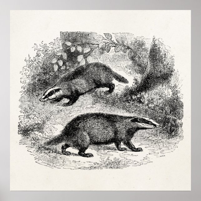 Illustration für Vintage Badger-1800er-Badgers Poster (Vorne)