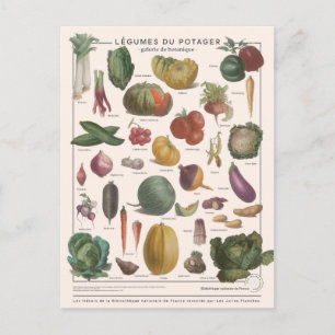 Illustration légumes postkarte