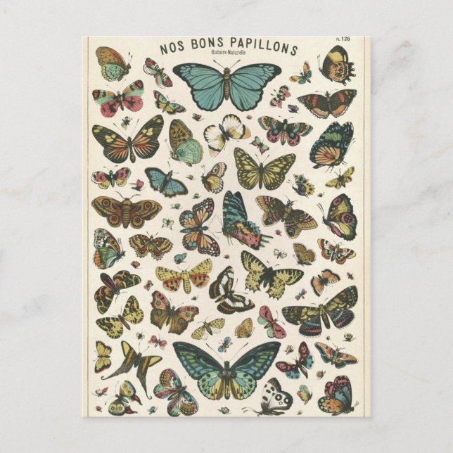 Illustration nos bons papillons postkarte (Vorderseite)