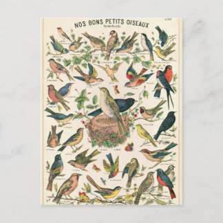 Illustration nos bons petits oiseaux postkarte