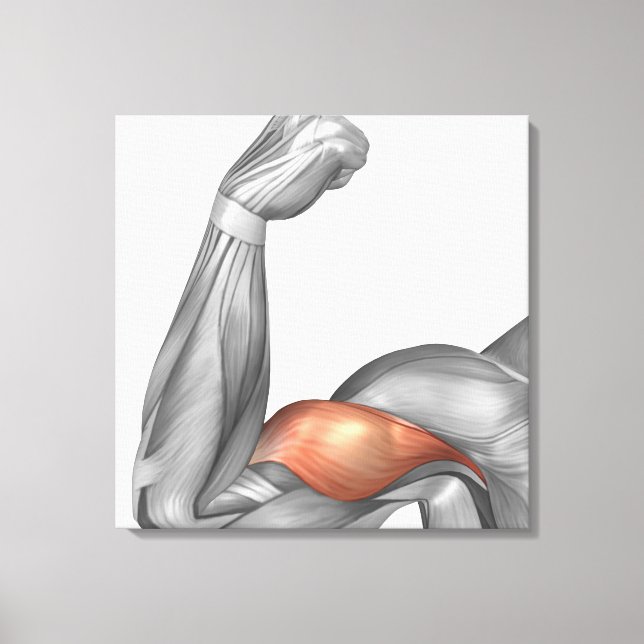 Illustration Of A Flexed Arm Showing Bicep Leinwanddruck (Vorderseite)