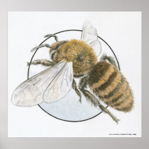 Illustration of European Honey Bee Poster