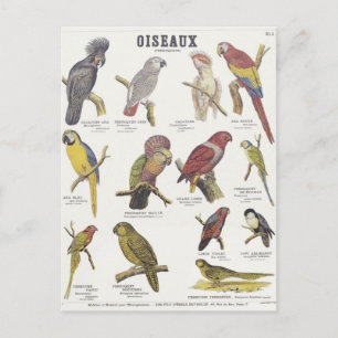 Illustration oiseaux postkarte