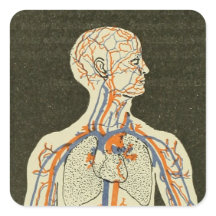 Illustration Vintager Anatomievenen und Arterien