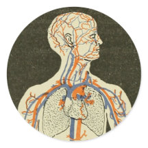 Illustration Vintager Anatomievenen und Arterien