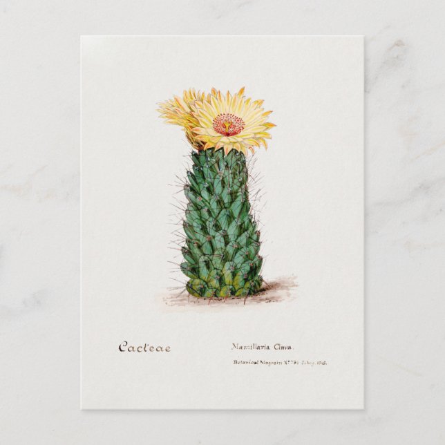 Illustration Vintager Bienenstock Postkarte (Vorderseite)
