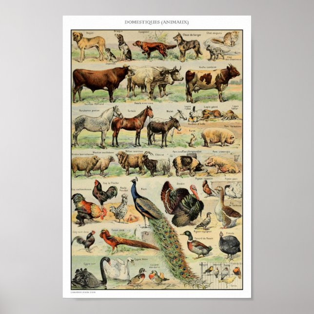 Illustration Vintager domestizierter Tiere Poster (Vorne)