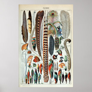 Illustration Vintager französischer Federn Poster