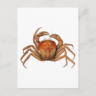 Illustration Vintager Krebserkrankungen Postkarte