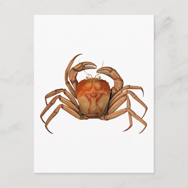 Illustration Vintager Krebserkrankungen Postkarte (Vorderseite)