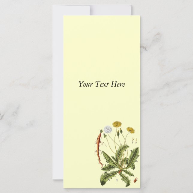 Illustration Vintager Löwenzahn (Vorderseite)