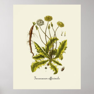 Illustration Vintager Löwenzahn Poster