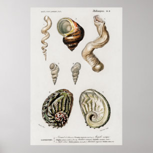 Illustration Vintager Muscheln Poster
