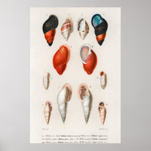 Illustration Vintager Muscheln Poster