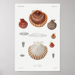 Illustration Vintager Muscheln Poster