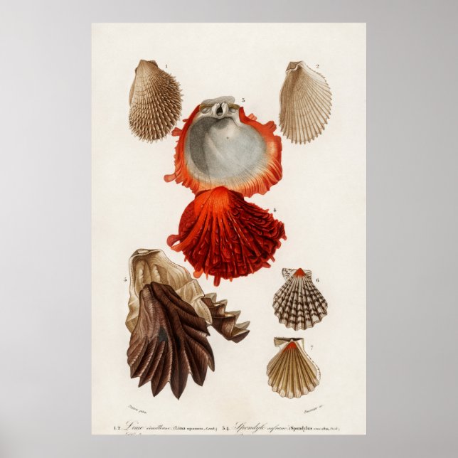 Illustration Vintager Muscheln Poster (Vorne)