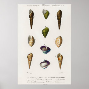 Illustration Vintager Muscheln Poster