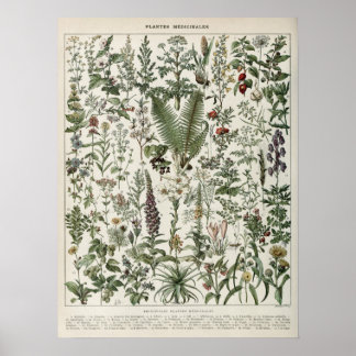 Illustration Vintager Pflanze Poster