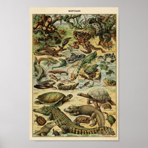 Illustration Vintager Reptilien Poster
