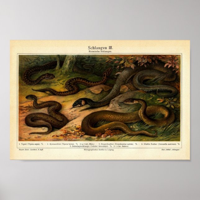 Illustration Vintager Reptilien Poster (Vorne)
