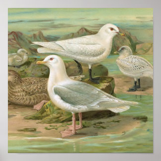 Illustration Vintager Vögel in Island und Elfenbei Poster