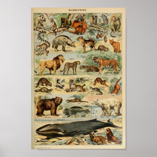Illustration Vintager wild lebender Tiere Poster
